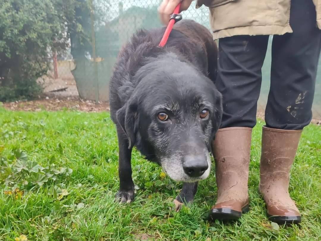 Adotta un cane, maschio, 12 anni  e 2 mesi , Viterbo