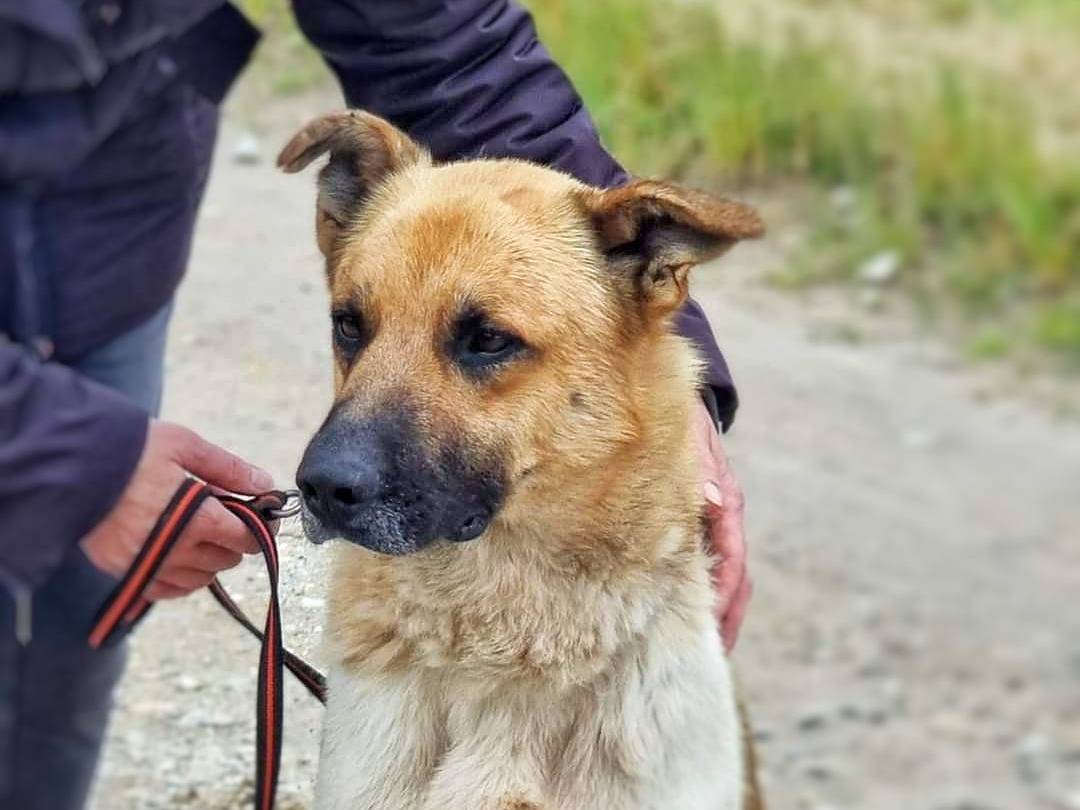 Adotta un cane, taglia media, maschio, Pavia