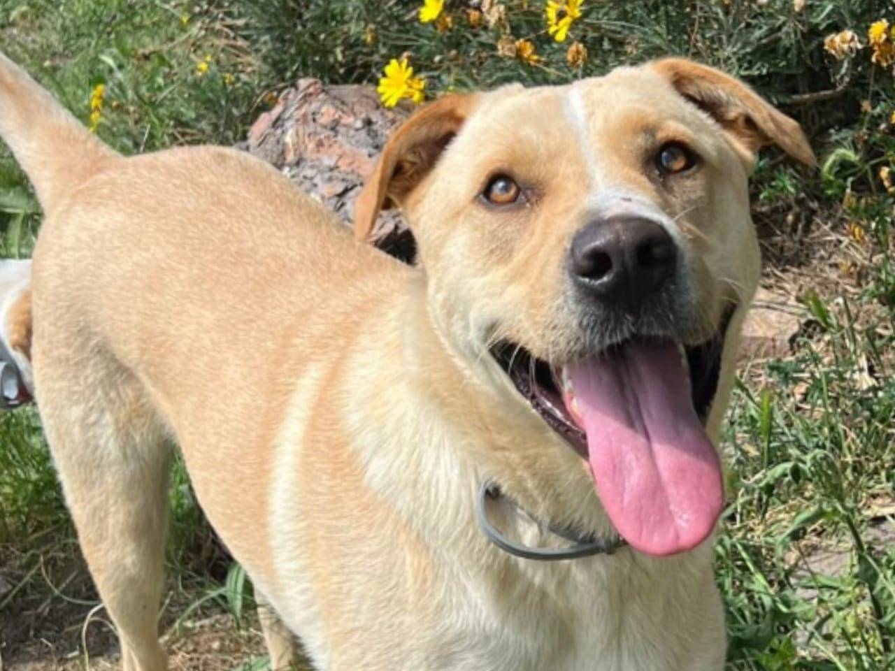 Adozione cane, maschio, meticcio, 2 anni e 11 mesi, taglia media, Roma