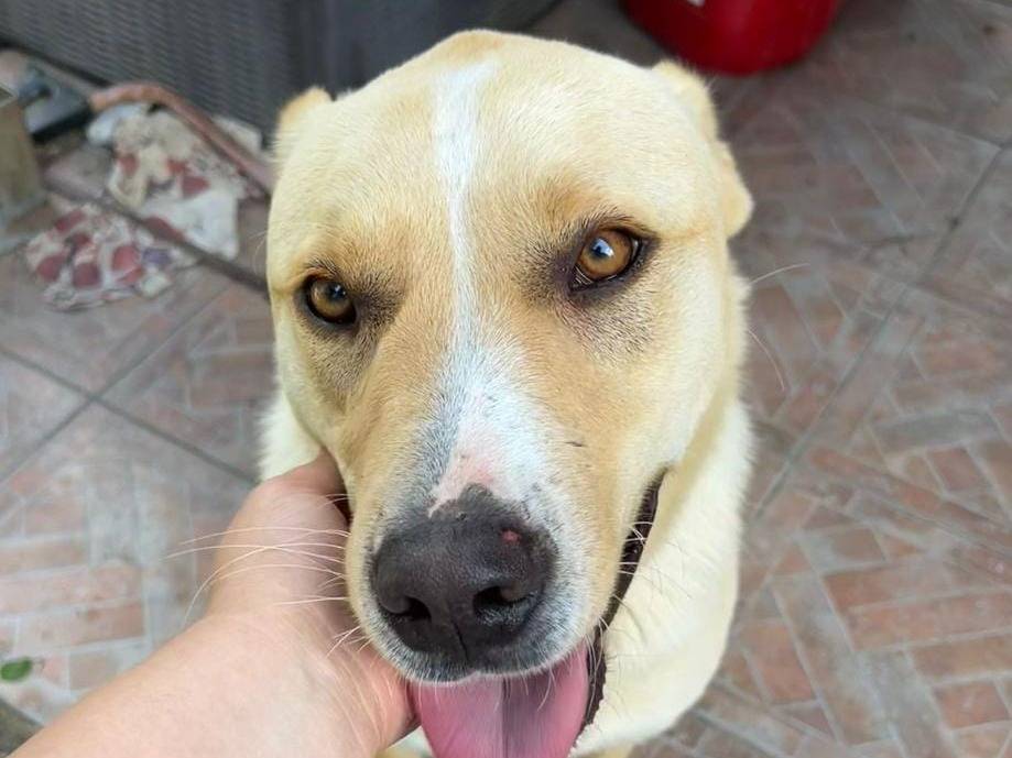 Adotta un cane, maschio, 2 anni e 11 mesi, Roma
