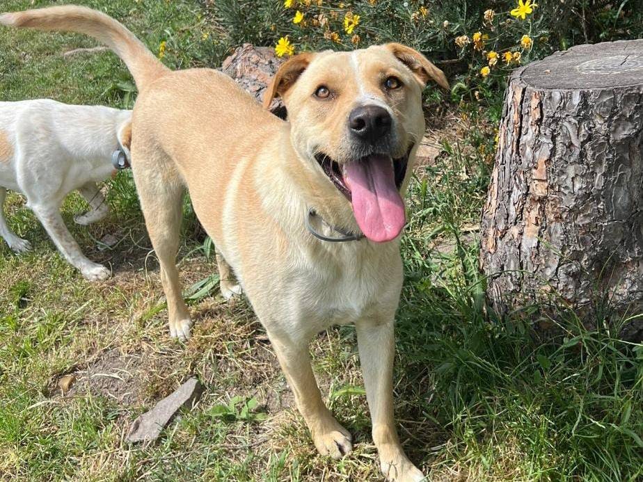 Adotta un cane, taglia media, maschio, Roma