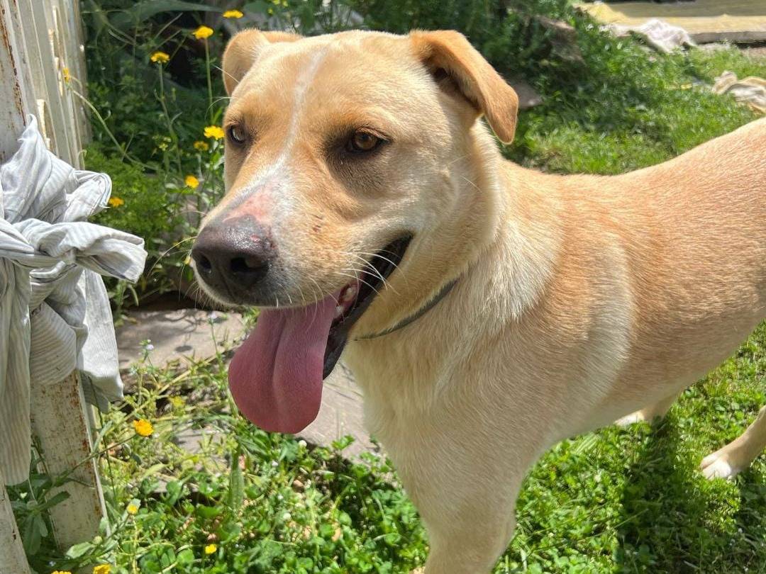 Vuoi adottare un cane a Roma?