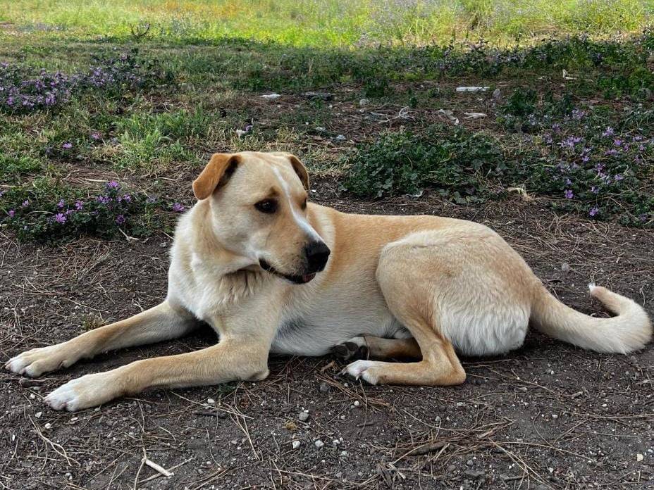 Adotta il cane LIME  a Roma