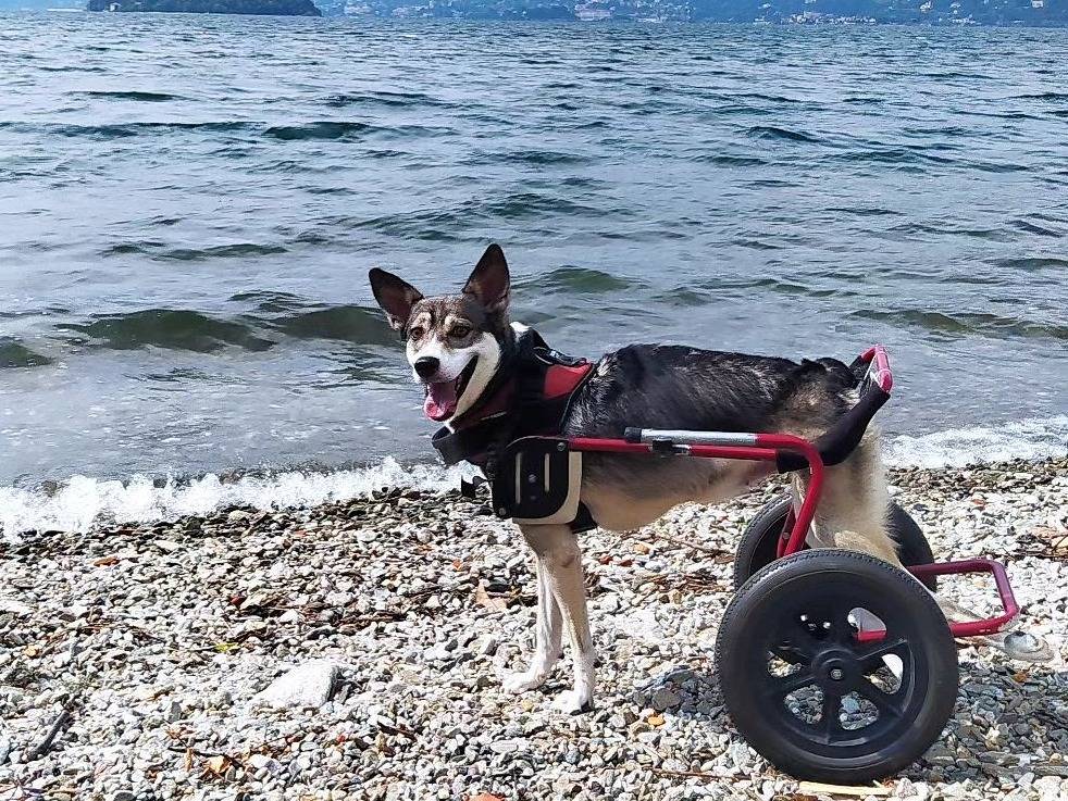 Adotta il cane Lupetta a Torino