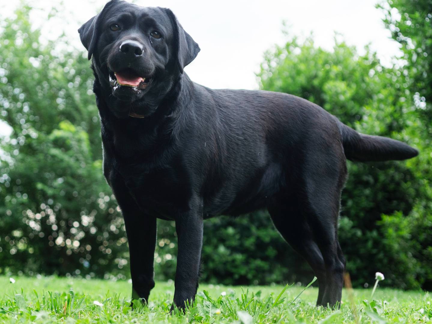 Adotta un cane, femmina, 2 anni  e 11 mesi , Firenze