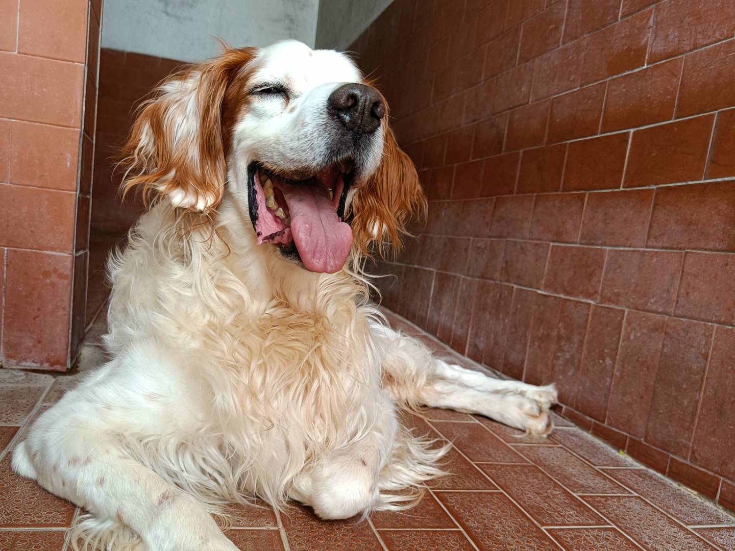 Adozione cane, maschio, Breton, 13 anni  e 4 mesi , taglia media, Milano