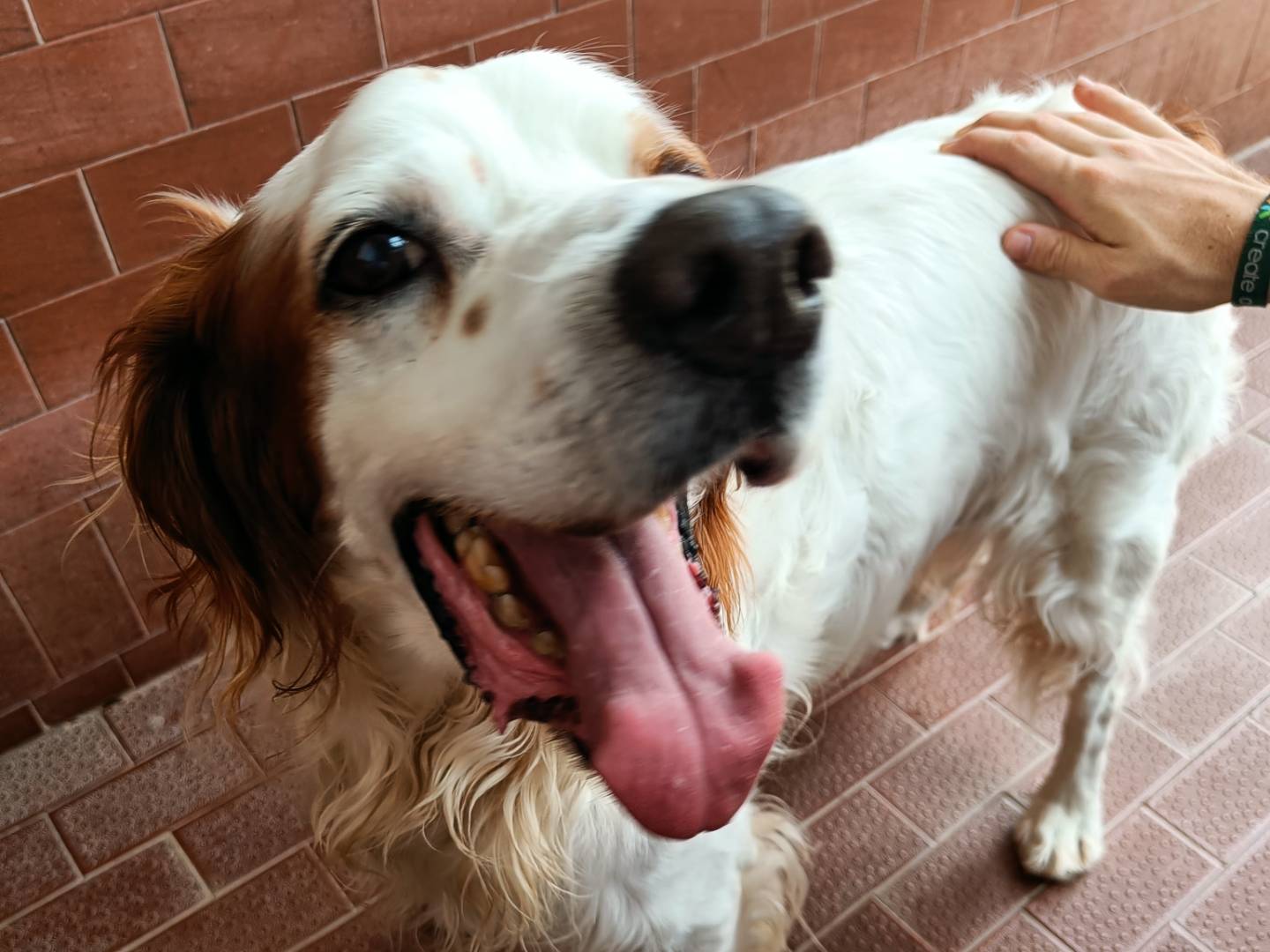 Vuoi adottare un cane a Milano?