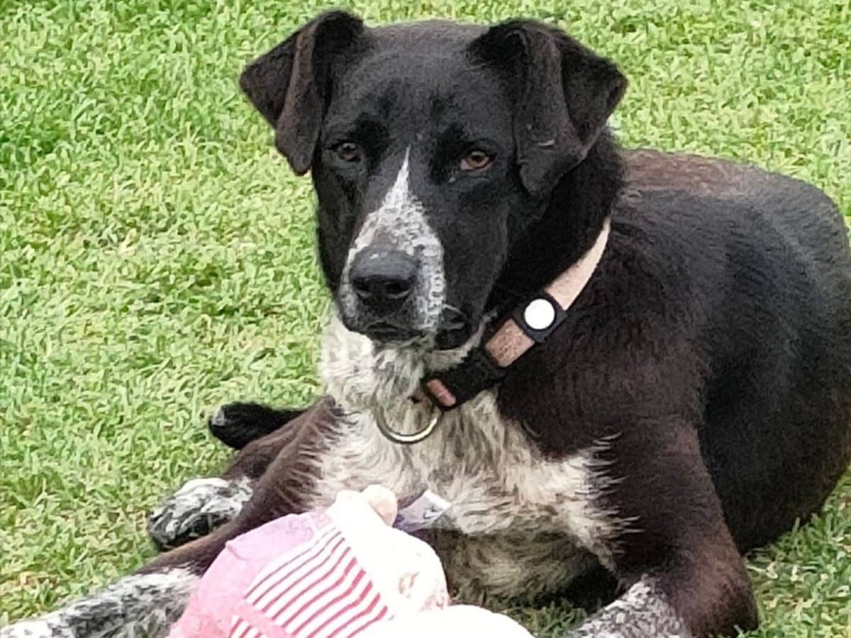 Vuoi adottare un cane a Parma?