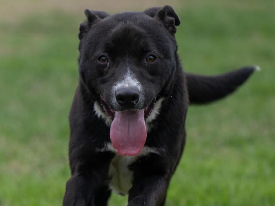 Adotta il cane Ciccio a Milano