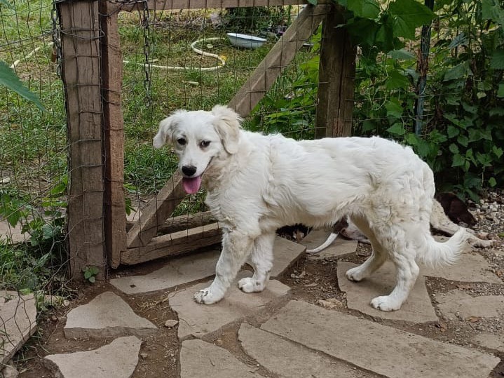 Adotta un cane, femmina, 11 mesi, Milano