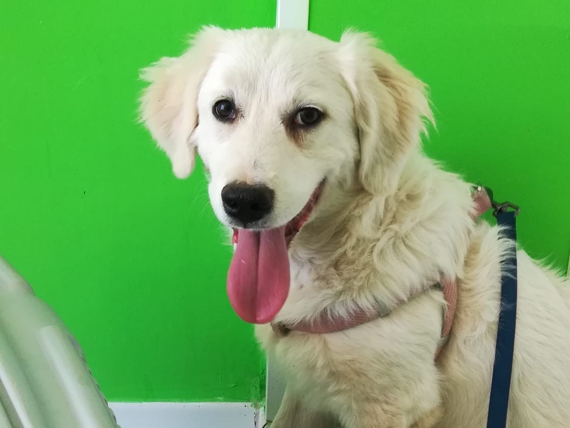Adotta un cane, taglia media, femmina, Milano