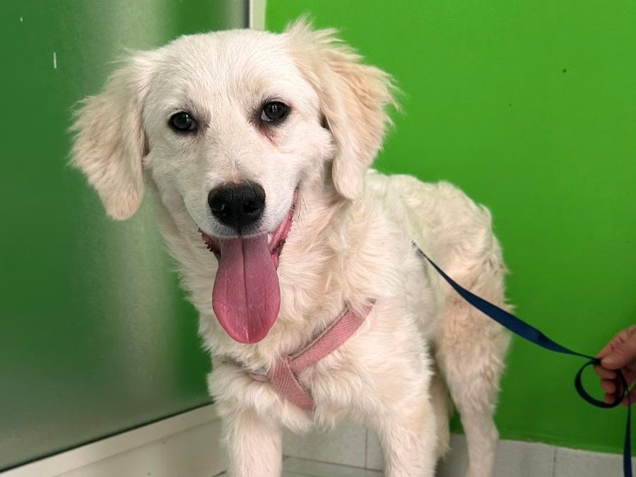 Vuoi adottare un cane a Milano?