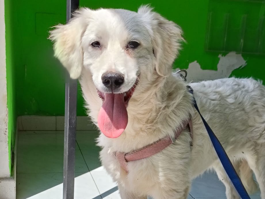Adotta il cane Pippi a Milano