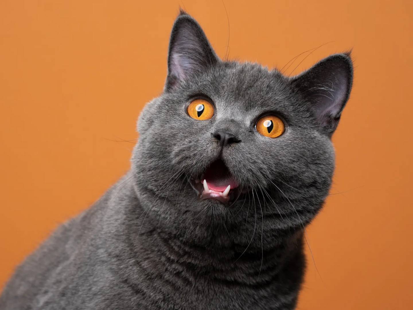 Adozione gatto, maschio, Orientale , 3 anni e 3 mesi, taglia non valida, Napoli