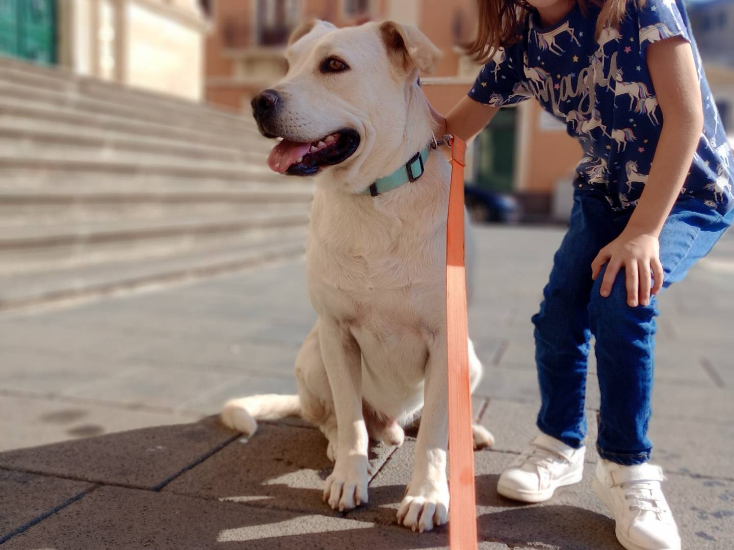 Adotta un cane, maschio, 3 anni , Catania