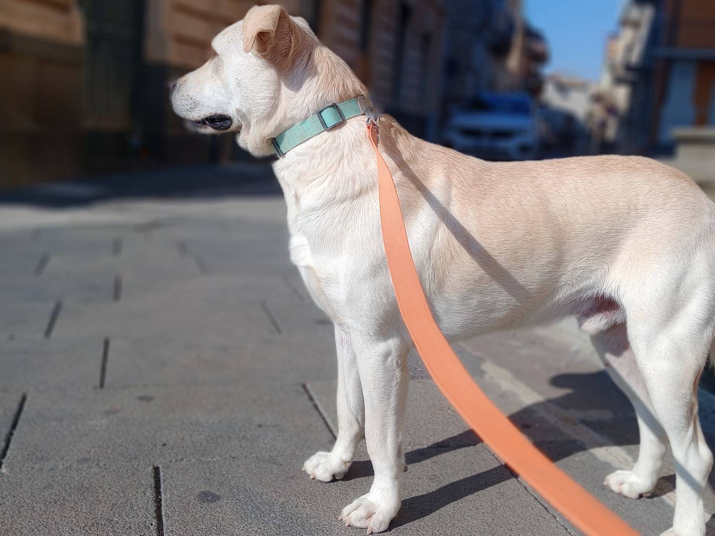 Adotta un cane, taglia grande, maschio, Catania