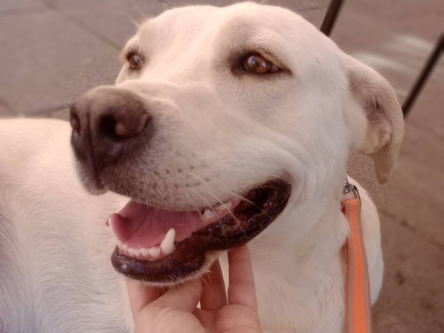 Vuoi adottare un cane a Catania?