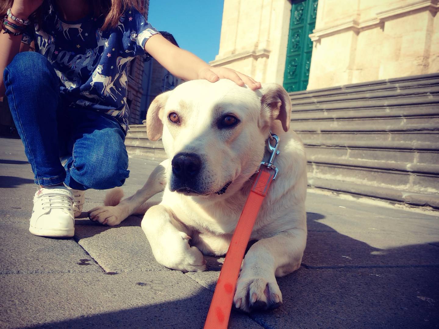 Adotta il cane Ermes a Catania