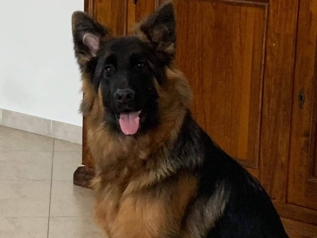 Adozione cane, femmina, meticcio, 4 anni  e 10 mesi , taglia grande, Napoli