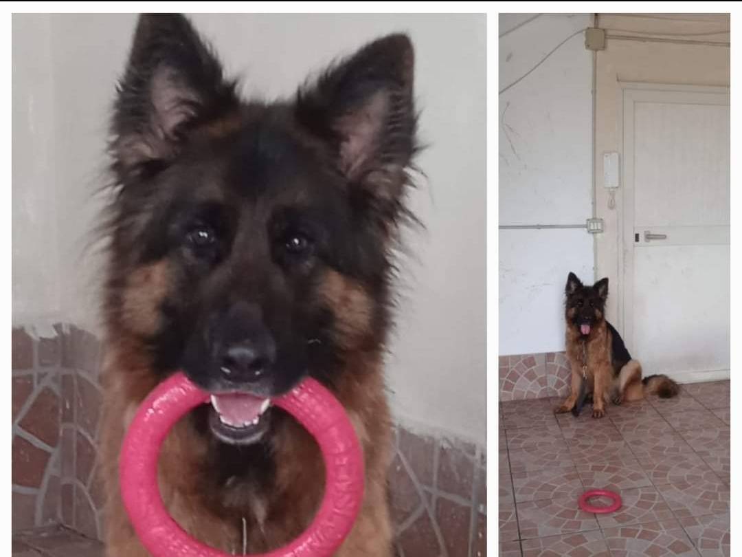 Adotta un cane, femmina, 4 anni  e 9 mesi , Napoli