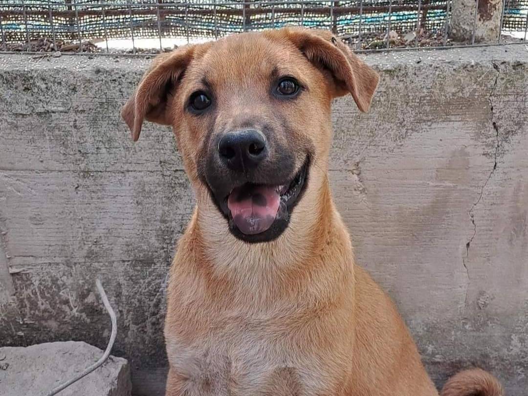 Foto dell'animale
