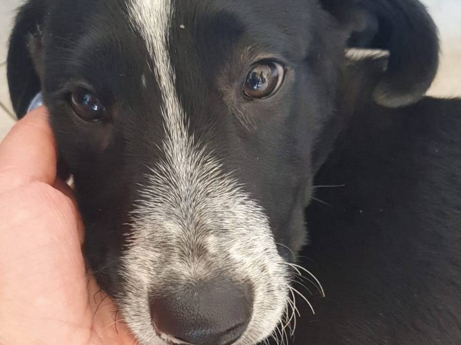 Adotta un cane, maschio, 2 anni e 1 mese, Napoli