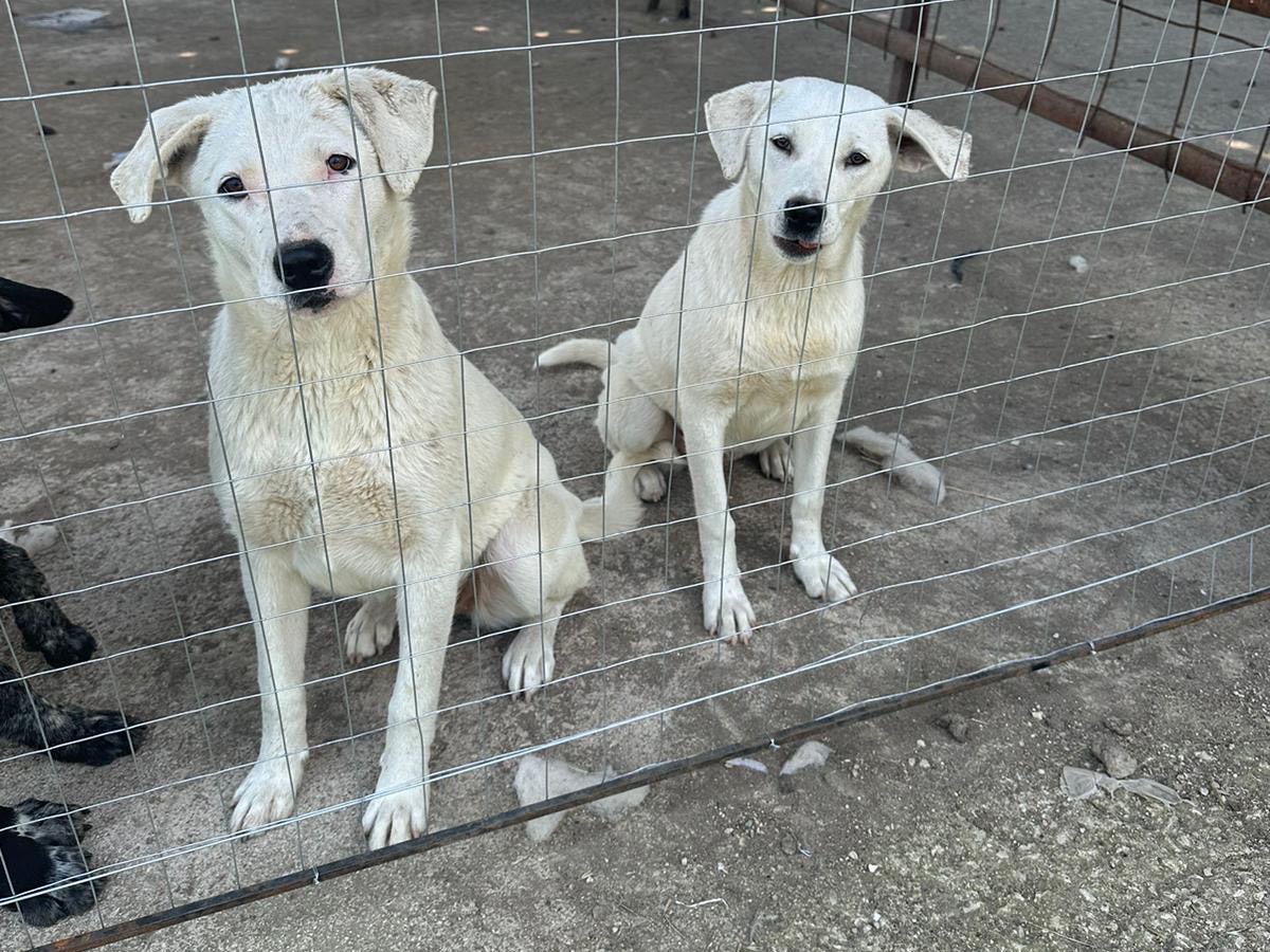 Adotta un cane, femmina, 1 anno e 6 mesi , Caserta