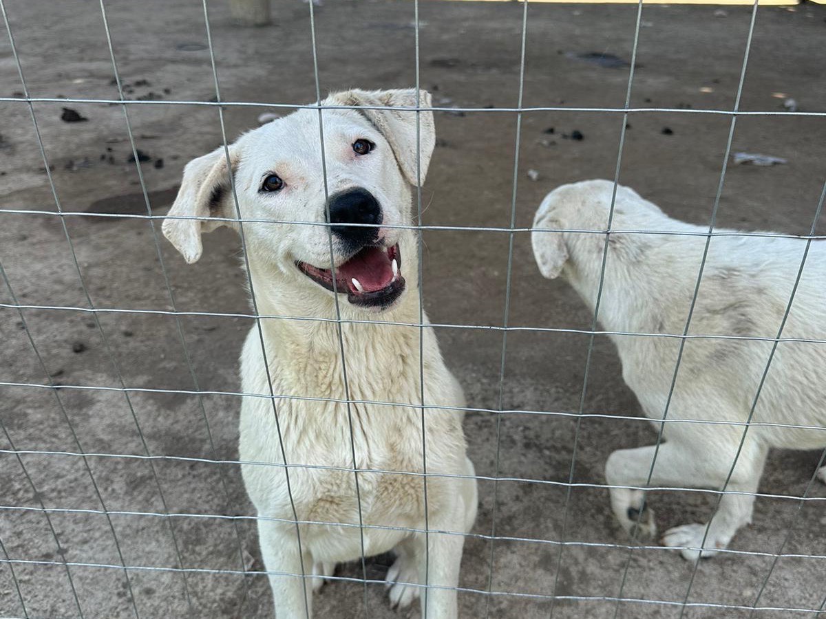 Adotta un cane, taglia media, femmina, Caserta