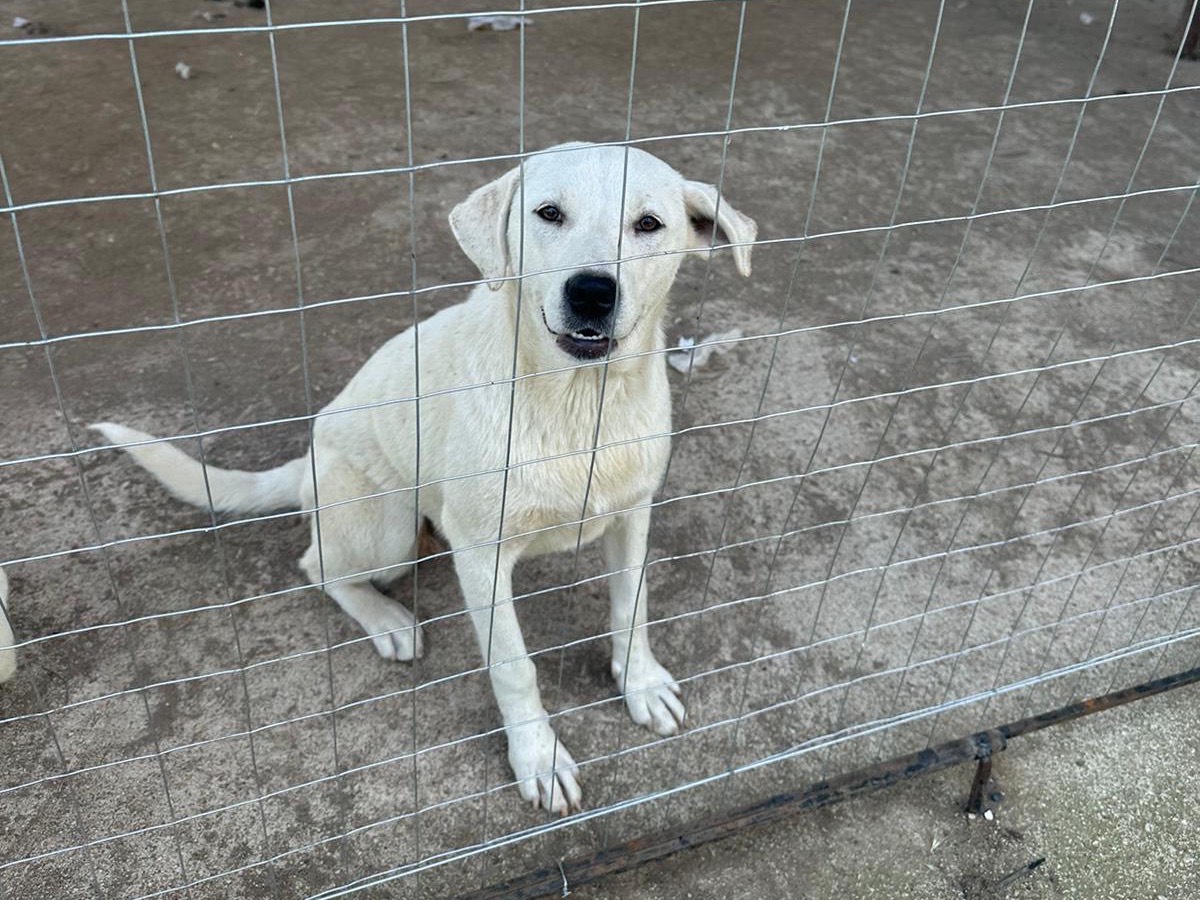 Vuoi adottare un cane a Caserta?
