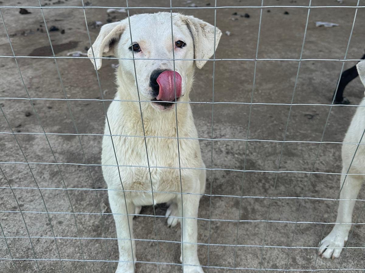 Adotta il cane Nina Mila a Caserta