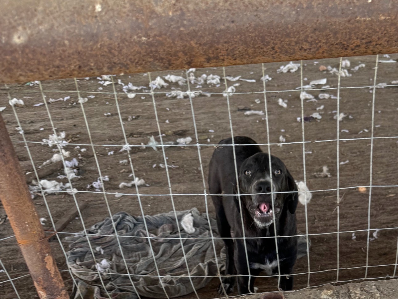 Adotta un cane, maschio, 1 anno e 4 mesi , Caserta