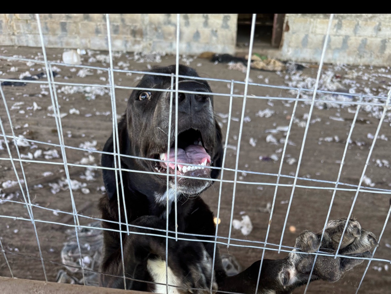 Adotta un cane, taglia media, maschio, Caserta