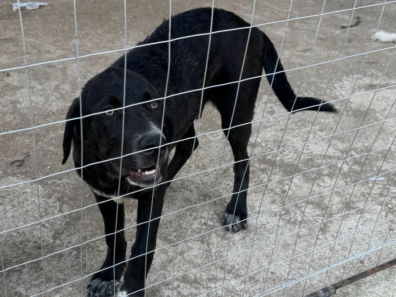 Vuoi adottare un cane a Caserta?
