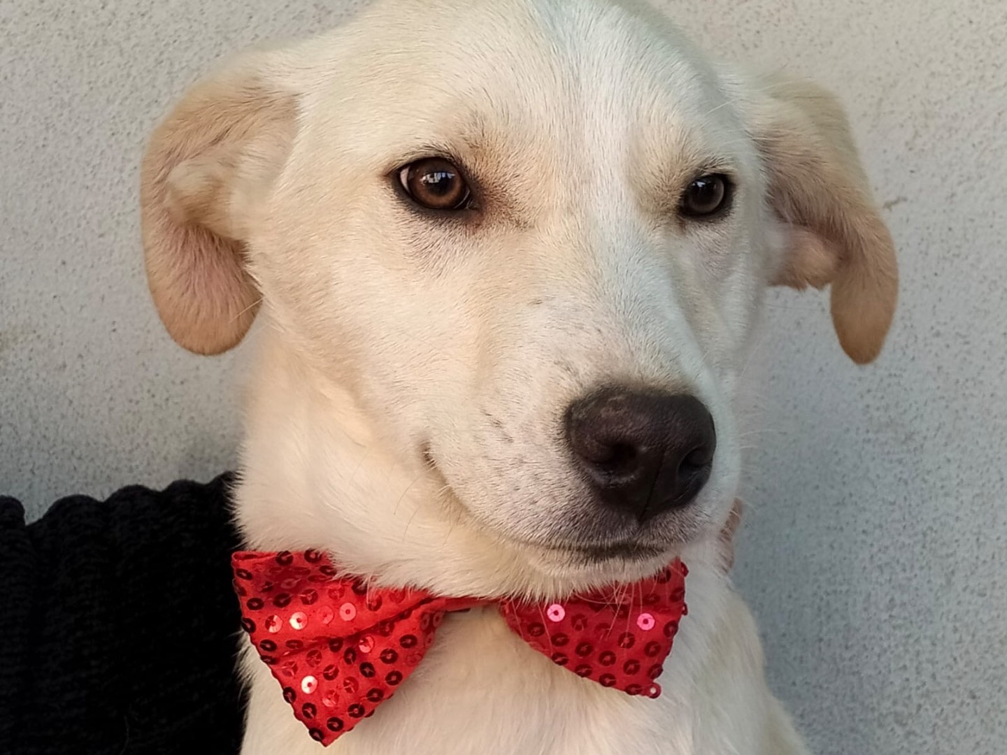 Adotta un cane, maschio, 1 anno e 8 mesi , Napoli