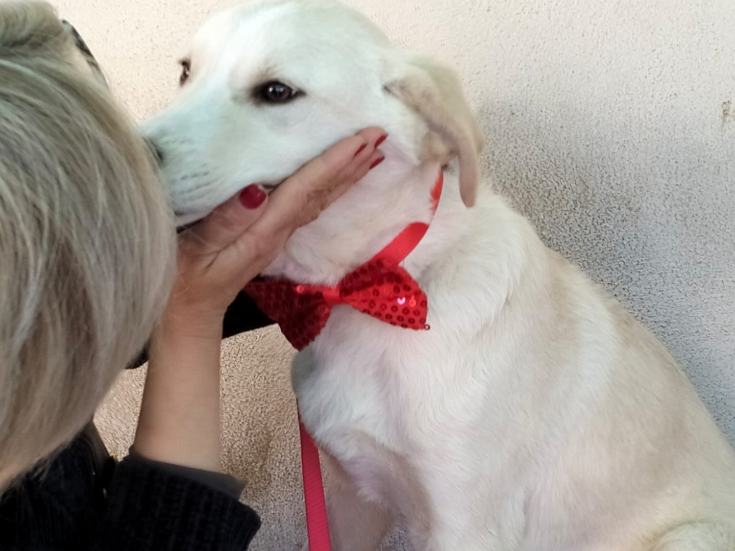 Adotta un cane, taglia media, maschio, Napoli