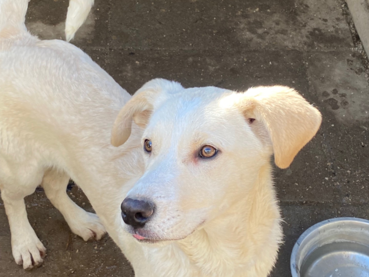 Vuoi adottare un cane a Napoli?