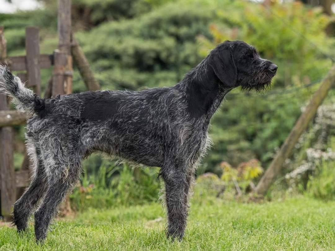Adotta un cane, maschio, 4 anni  e 7 mesi , Milano