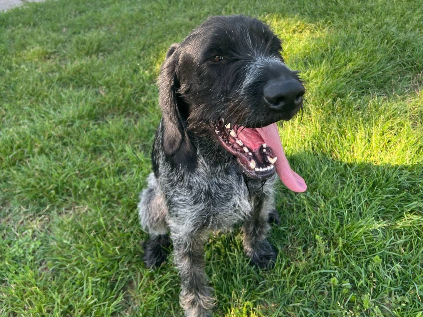 Adotta un cane, taglia grande, maschio, Milano