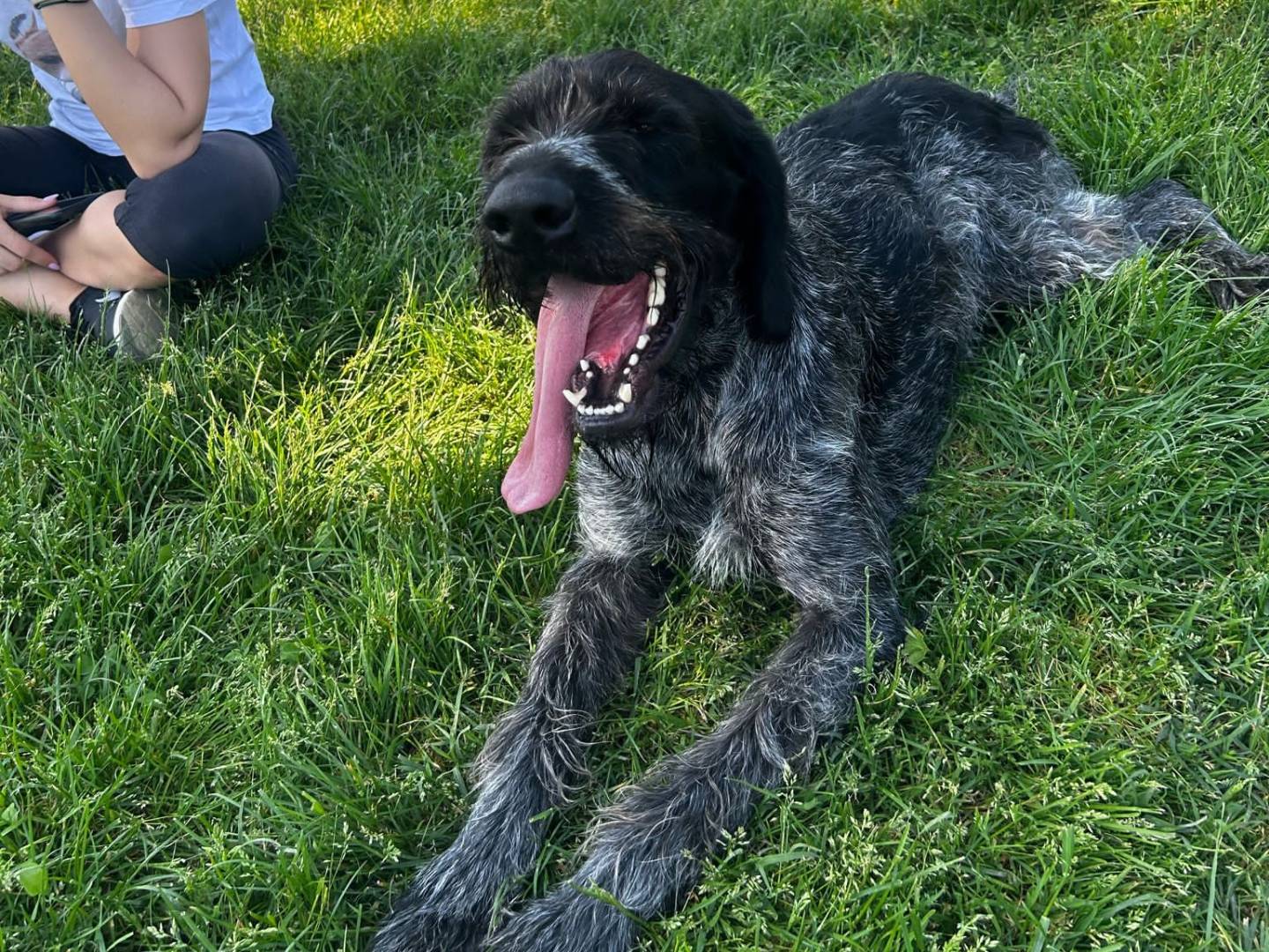 Adotta il cane IBRA a Milano