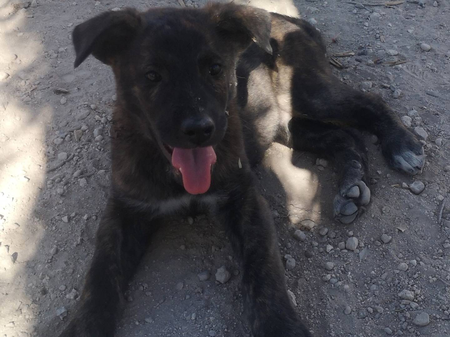 Adotta un cane, maschio, 1 anno e 1 mese, Siracusa