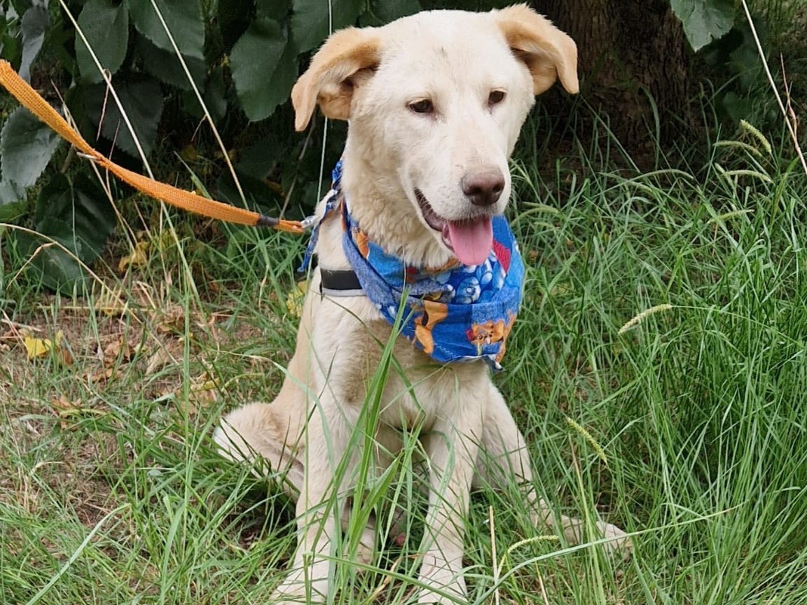Adozione cane, maschio, Labrador Retriever, 2 anni, taglia media, Catanzaro