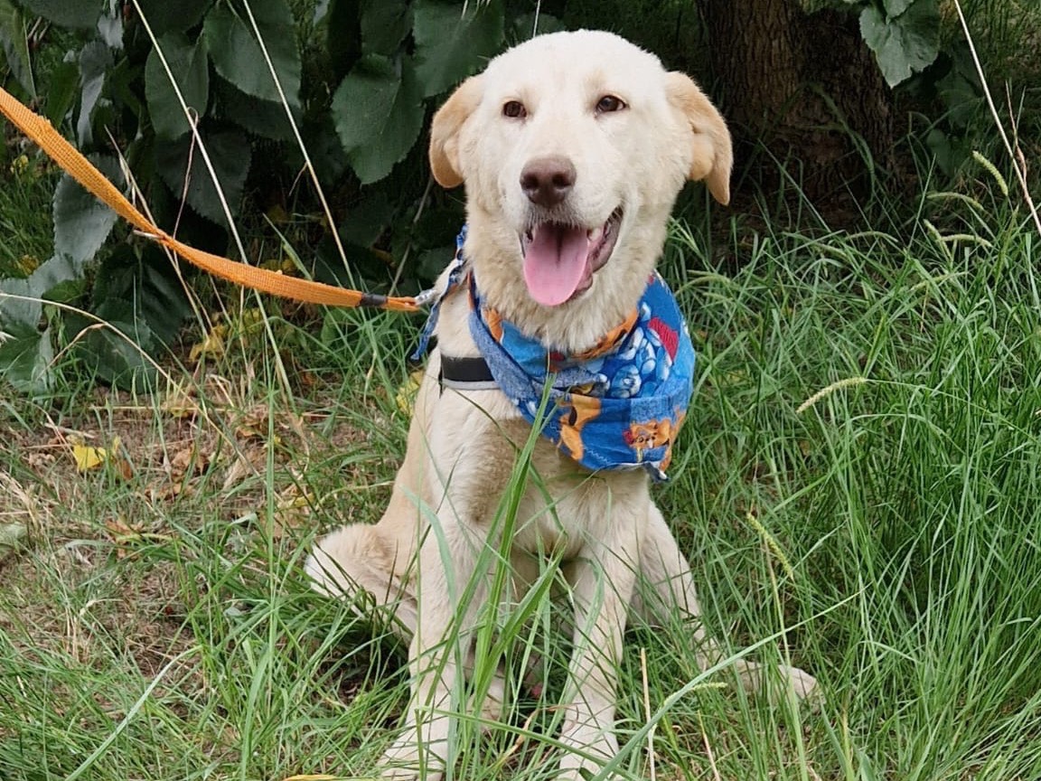 Adotta un cane, maschio, 2 anni, Catanzaro
