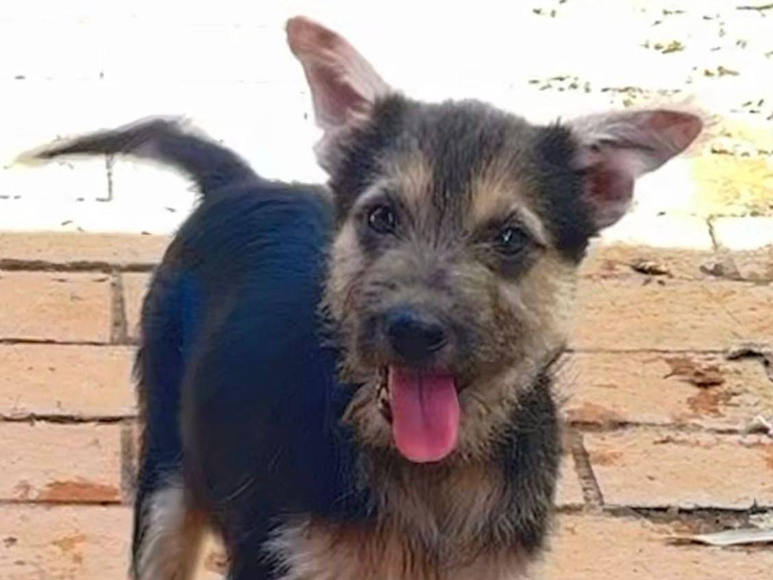 Adozione cane, femmina, meticcio, 1 anno e 8 mesi, taglia media, Crotone