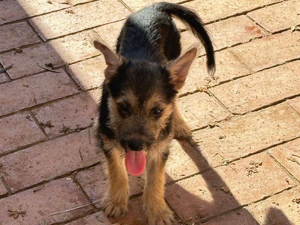 Adotta un cane, femmina, 1 anno e 8 mesi, Crotone