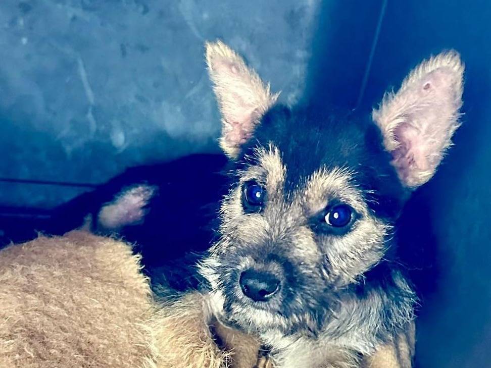 Adotta un cane, taglia media, femmina, Crotone