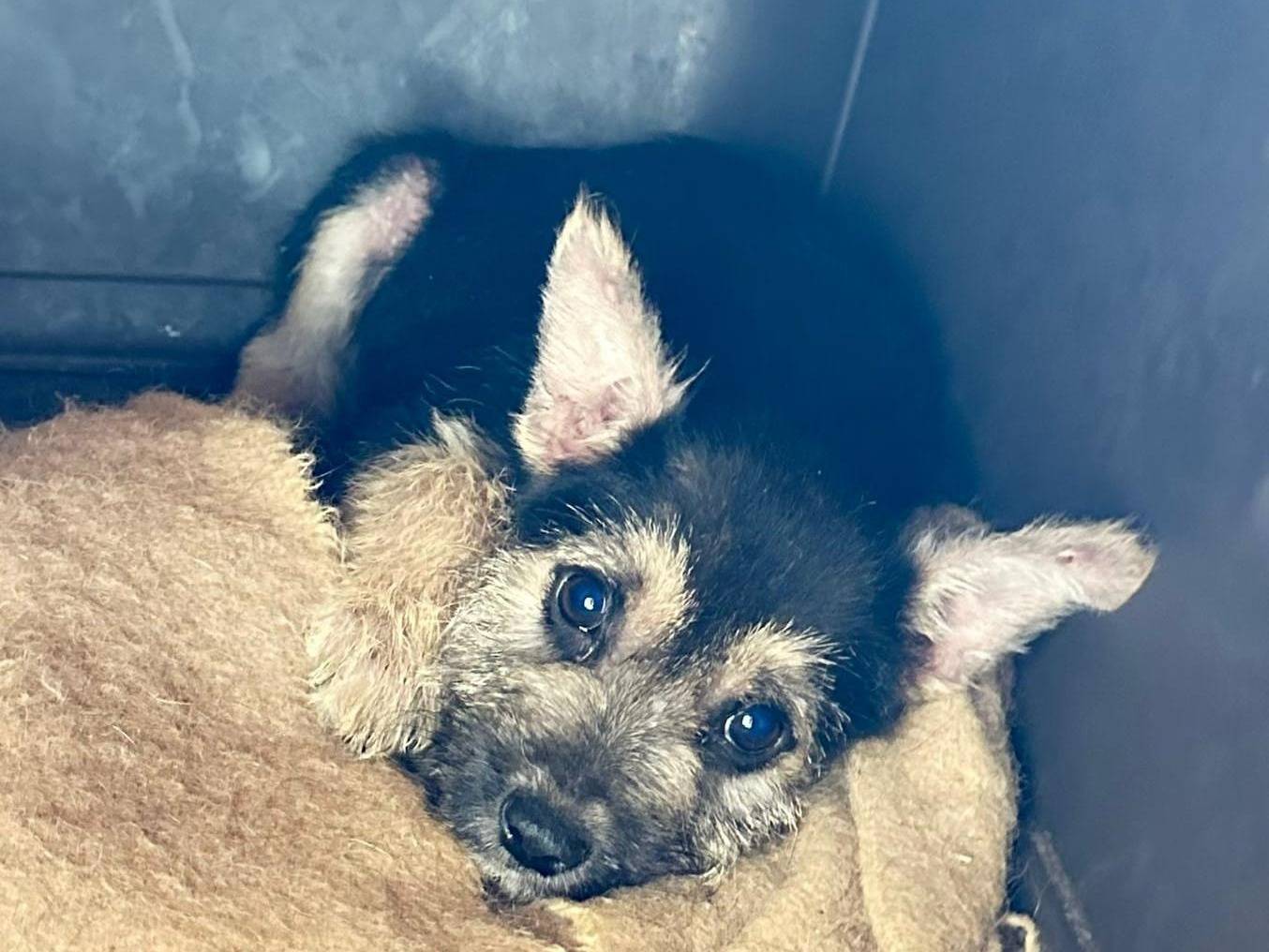 Vuoi adottare un cane a Crotone?