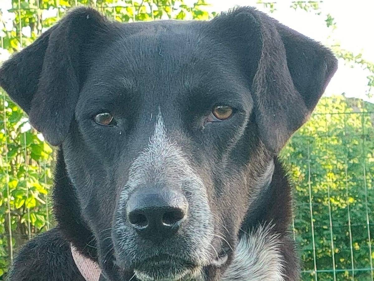 Adotta un cane, taglia media, femmina, Parma