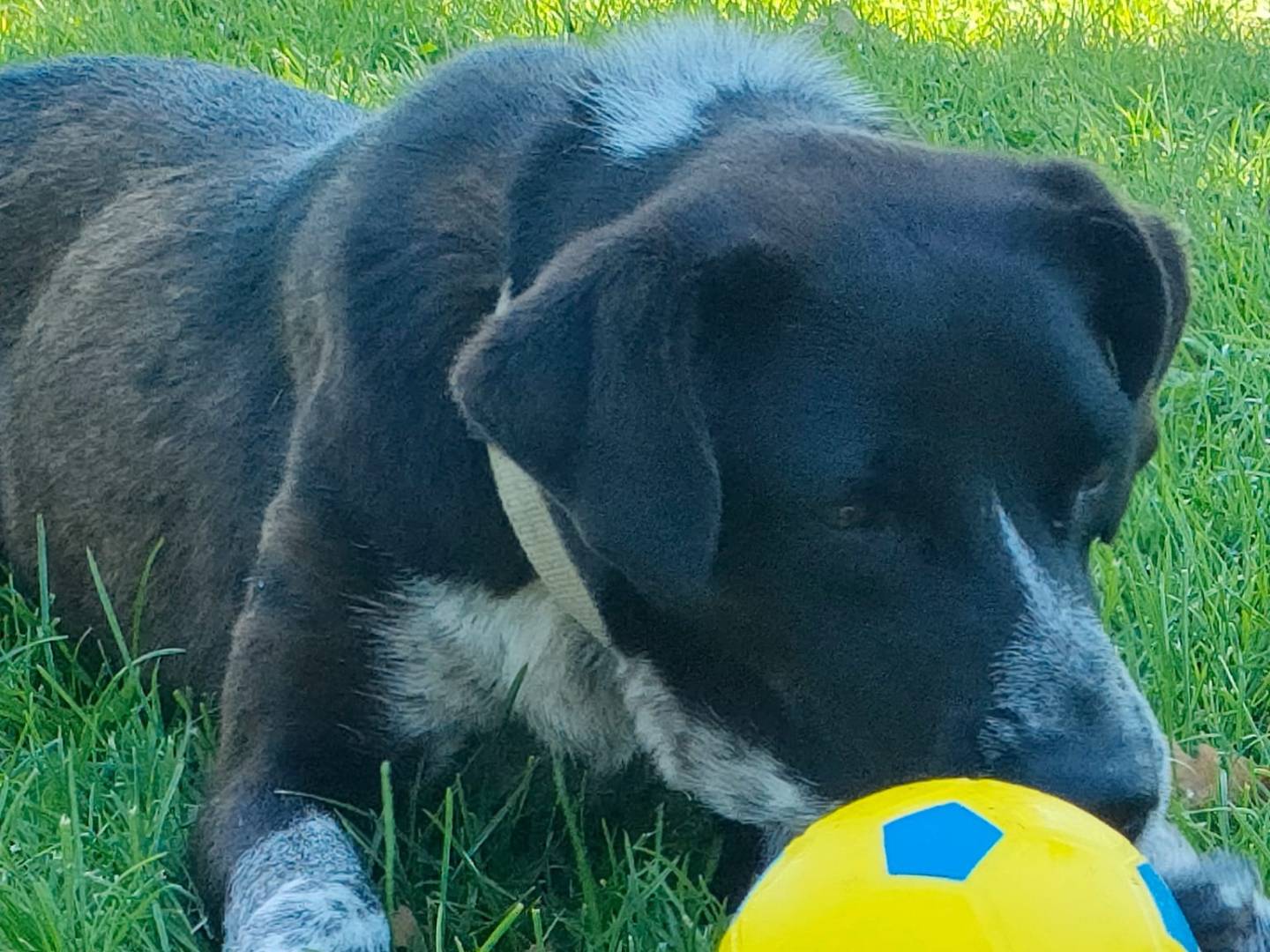 Adotta il cane MOLLY   a Parma