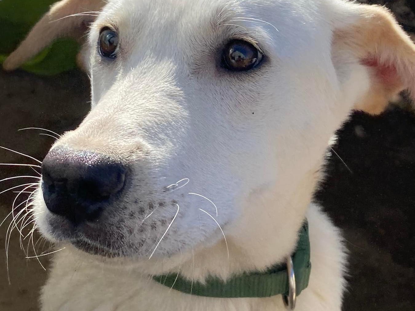 Adozione cane, maschio, meticcio, 1 anno e 6 mesi , taglia media, Napoli