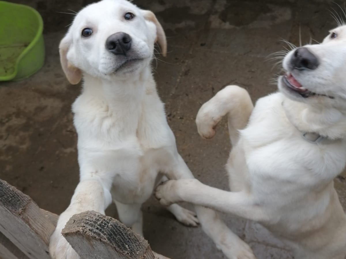 Adotta un cane, maschio, 1 anno e 6 mesi , Napoli